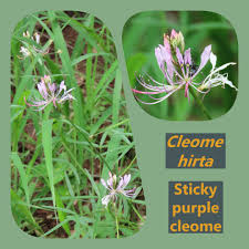 Image result for Cleome angustifolia