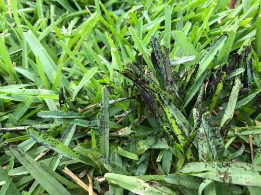 Have you noticed strange growths on your lawn lately? It could be Slime Mould, a harmless growth that appears in wet, cool, or humid weather like we've had recently. So, what should