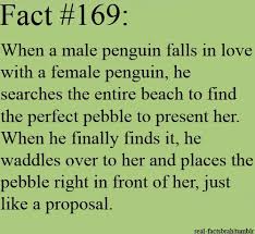 There's a van halen band if you want. Soulmate Quotes Penguin Proposals Quotes Time Extensive Collection Of Famous Quotes By Authors Celebrities Newsmakers More