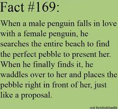 .love with you quotes, meeting the friends dating, penguin love quotes, how to make out good yahoo, when is it time to divorce your husband, make love sexually, things not to. Soulmate Quotes Penguin Proposals Quotesstory Com Leading Quotes Magazine Find Best Quotes Collection With Inspirational Motivational And Wise Quotations On What Is Best And Being The Best