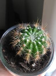 The plant uses water and light to photosynthesize or make food. White Fuzz On Cactus Spikes Which Are Falling Off Super Easily Don T Tell Me It S Alopecia Succulents