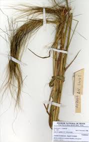 Image result for Loudetia