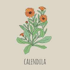 Dibujo Realista Detallado De Achicoria Con Flores Y Hojas Hermosa Planta Herbacea Utilizada Como Mano De Hierbas Culinarias Y Medicinales Dibujada En Elegante Estilo Vintage Ilustracion Vectorial Botanica Ilustraciones Vectoriales Clip Art