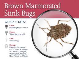 Some stink bug nymphs have spots or other distinctive markings. Stink Bug Control Info How To Get Rid Of Stink Bug