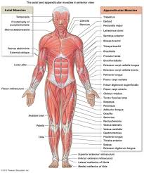 The muscles labelled in the anterior muscles diagram shown above are listed in bold in the following table Body Muscles Diagram Labeled Human Anatomy