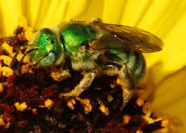 Image result for Empogona sp. A