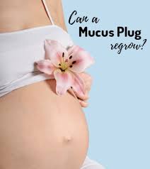 Can A Mucus Plug Regrow Trimester Talk