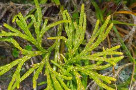 Image result for Lycopodium