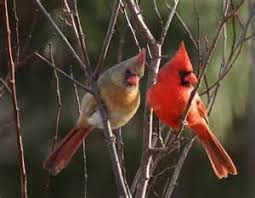 See male and female cardinals stock video clips. 33 Cardinals Male Female Ideas Cardinals Cardinal Birds Red Birds