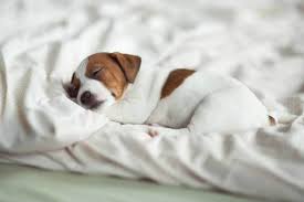 Day one with your new puppy is very exciting, but you'll want to be careful that you don't overwhelm it. Understanding Why Your Puppy Cries And What You Can Do To Stop It The Dogington Post