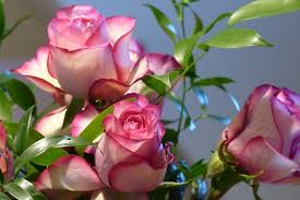 Des fleurs oui, mais lesquelles. Fete Des Meres 2020 Quelles Fleurs Offrir Cnews