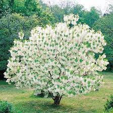 Many native trees and shrubs blend well with the introduced plants that are already in our landscapes. Plants To Love In Your New England Landscape Better Homes Gardens
