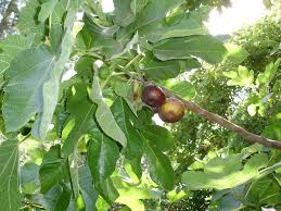 During the fall and winter, a tree draws into a dormant stage, and it's far better to transplant a tree during this stage. 12 Fruit Trees You Can Grow Indoors House Plant Hobbyist