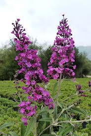 Image result for buddleia davidii