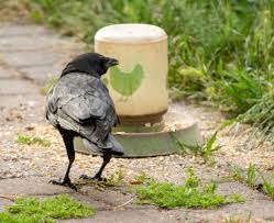 I want to feed and have crows in my yard ! Crows Are Crowding Your Bay Area Skies Why Kqed
