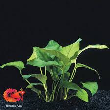 Image result for Astropanax barteri