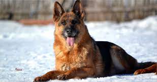 German Shepherd 4k Wallpaper For Pc Dog Wallpaper German Shepherd Wallpaper Large German Shepherd