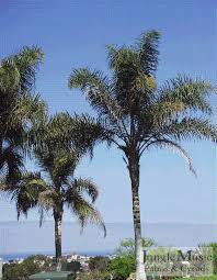 Image result for Syagrus romanzoffiana