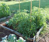 Eight to 12 inches is usually adequate. How Tall Should A Raised Bed Be 5 More Raised Bed Design Tips Growing The Home Garden