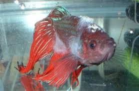 Treating Columnaris Or Body Fungus 8211 Not A True Fungus In 2020 Betta Fish Betta Tropical Freshwater Fish