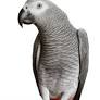 AFRICAN GREY PICS from depositphotos.com