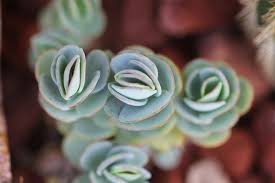 Each plant is from a 2 pot. The Many Mother Of Thousands Sucs For You