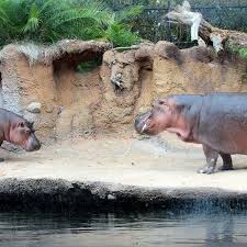 We also have many animals in which you can feed and pet in both the walk around part and the drive thru. San Antonio Zoo Extends Drive Thru Zoo Through May 17 Woai