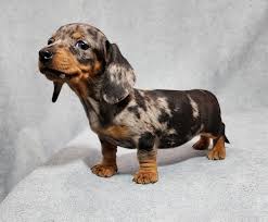 Dachshund 💕Fêmea💕 Um amorzinho 🐾💕 #salsicha #dachshund #dog #teckel # cachorro #salsichinha #hotdog #salsichadog #cofap #o #cachorroquente #a #daschund #pet #dogsofinstagram #basset #dogs #dachshundbrasil #carne #love #churrasco #dachshundlove ...