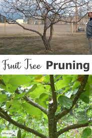 Wait until pruning is optimal. Fruit Tree Pruning Techniques For Better Fruit Production