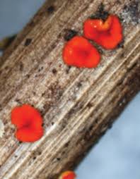 Image result for Asplenium markusbeckeri