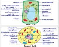 If you're a fan of learning with interactive tutorials and science music videos like these,yo. Plant And Animal Cell Worksheets