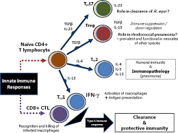 Image result for Rhodococcus equi
