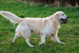 Golden retrievers were first registered with the american kennel club in 1925 and were officially golden retrievers can also have genetic elbow deformities. Golden Retriever Steckbrief Wesen Haltung Erziehung Gesundheit