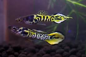 The endlers livebearer is a really nice looking livebearer that the true wild strain is almost extinct, if not already is. Yellow Tiger Endler Poecilia Wingei Species Profile Care Guide