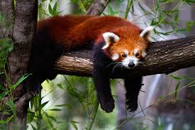 4.5 out of 5 stars. The Cutest Animals In The World That You Never Knew Existed Cn Traveller