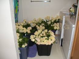 Diy Sams Club Flowers Lots Of Pics Weddingbee Sams Club Flowers Diy Wedding Flowers Costco Wedding Flowers