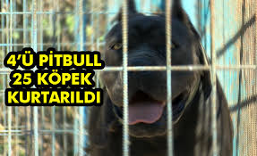 Ruhsatsiz Kopek Ciftligine Baskin