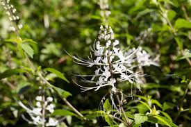 Benih sunflower fosfor dan seng yang dikandungnya bermanfaat dalam pembentukan tulang dan gigi. Menguak Manfaat Tanaman Kumis Kucing Untuk Mengobati Infeksi Saluran Kencing Kegunaan Efek Samping Interaksi Hello Sehat