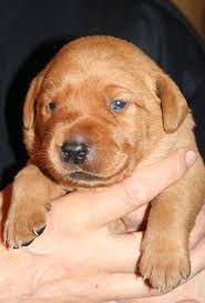 We have two fox red males and one black male available. F O X R E D L A B D O G Zonealarm Results