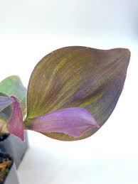 Image result for Tradescantia pallida