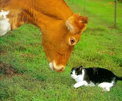 Cats And Cows Pet Cows Cat Cow Pose Man And Dog