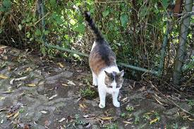 deine katze markiert wande sofas und schranke katzenverhaltensberatung katzenpsychologie tierheilpraxis fur katzen katzen katzen verhalten tiere