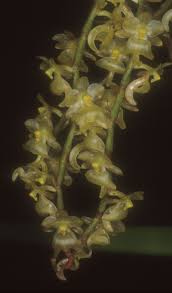 Image result for Rhipidoglossum