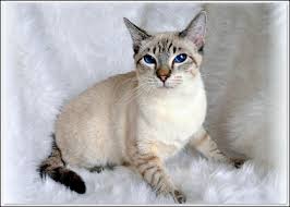 The siamese lynx point cats can be seen in a variety of colors: Breed Color Point Varieties Page