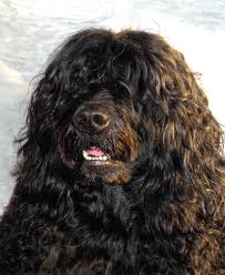 We have sometimes puppies available for show, companionship or work. Cao De Agua Portugues Clube Portugues De Canicultura