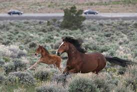 Critics Attack Plan To Round Up Wild Horses In Nevada Las Vegas Review Journal