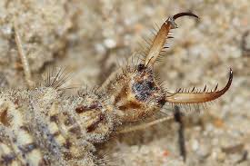 «die tiere leben in einer symbiose», erläutert bärbel holl vom verein zur förderung ökologischer. Sonstige Insekten Nabu