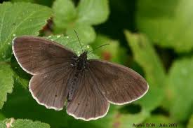 Image result for Aphantopus hyperantus