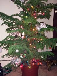This Year We Decided To Go Green And Decorate A Norfolk Pine Love It Pine Christmas Tree Norfolk Pine Holiday Crafts