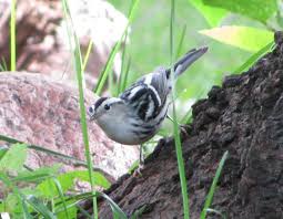Black And White Warbler Song Black And White Warbler